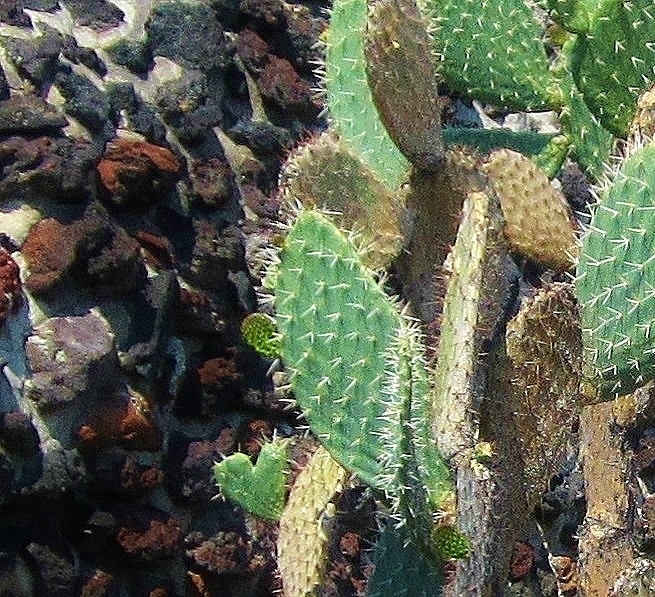 ねばねば食材 メキシコ といったらサボテンでしょ ダイエットにもね メキシコの旅 知っておきたい情報